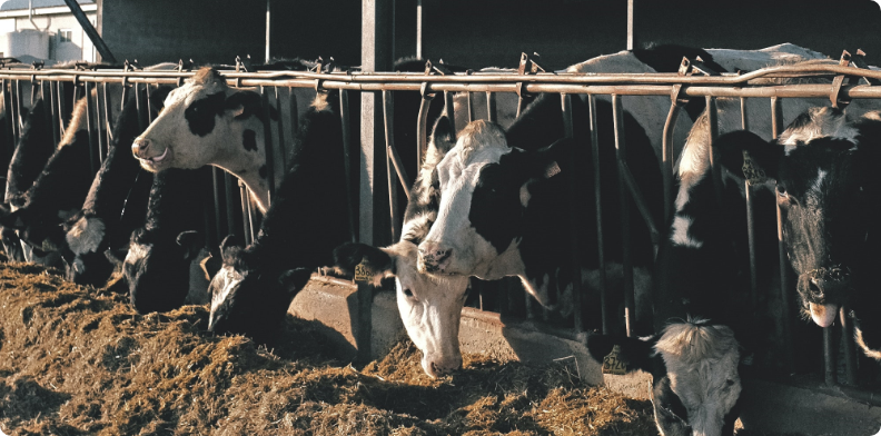 managing dairy cow health 